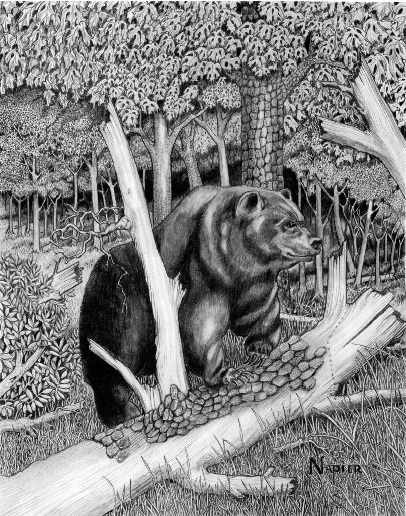 Bear
